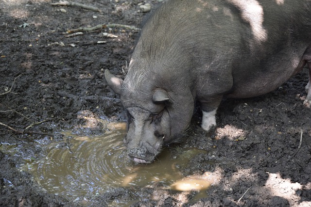 克罗斯的成 克罗斯的成